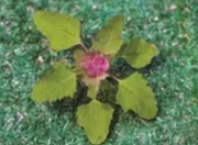 比春天更“狠”的秋季花粉：为何过敏季延长，症状更剧烈？